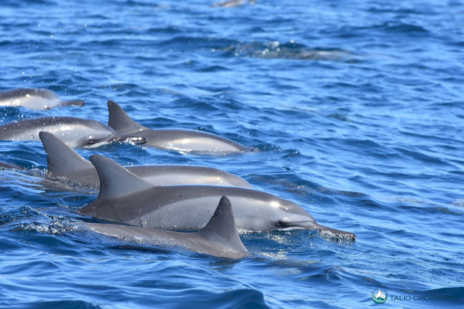 talio-dauphins.jpg